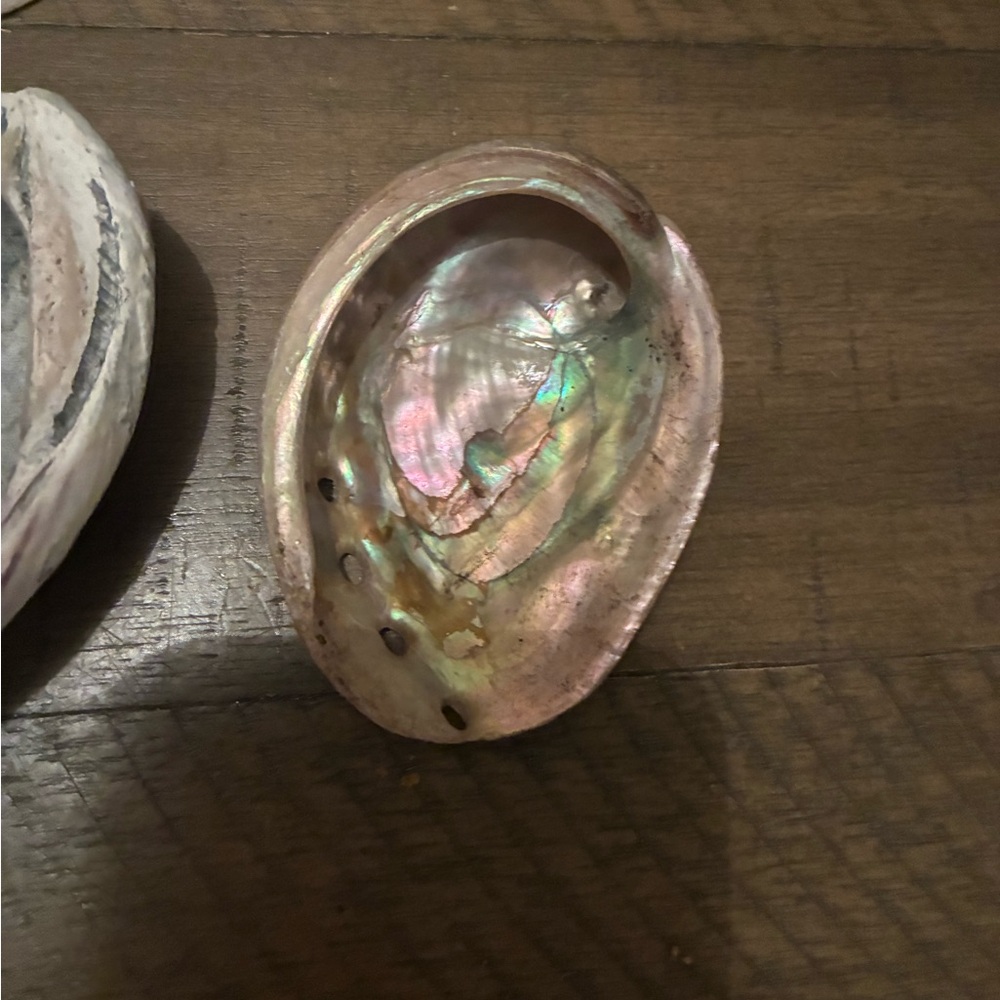 Assorted Seashell Collection - Picture 12 of 16